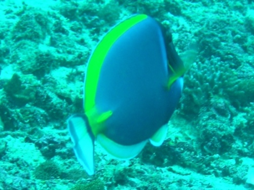 P2030147 Acanthurus leucosternon.JPG